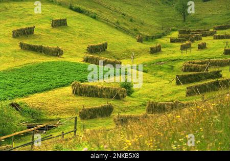 Comté de Suceava, Roumanie, environ 2000. Séchage du foin dans un pâturage. Banque D'Images