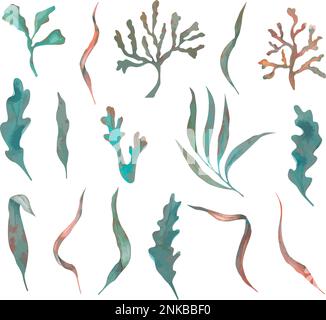 Ensemble d'algues vectorielles, plantes sous-marines en turquoise, illustration d'aquarelle dessinée à la main. Illustration de Vecteur