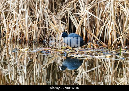 Gros plan de Craot, Fulica atra, sur la base flottante d'un nouveau nid fait de restes de plantes de plantes riveraines mortes en arrière-plan avec de beaux réflecti Banque D'Images