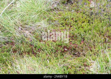 Bruyère commune (Calluna vulgaris), grand peuplement dans la lande avec des mousses (sphagnum), Bavière, Allemagne Banque D'Images