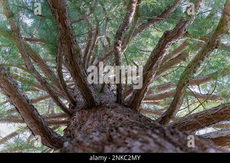 Épinette (Pinaceae), tronc, branches, aiguilles, allant du bas du tronc à la partie supérieure de l'arbre Banque D'Images