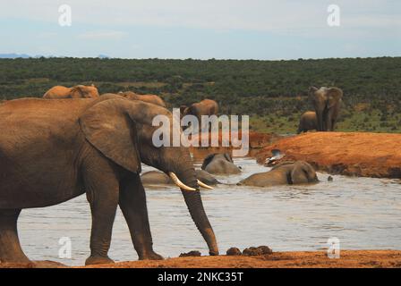 Des éléphants sauvages de tous âges et de toutes tailles, en profitant d'un plongeon rafraîchissant dans le trou d'eau local en Afrique du Sud. Banque D'Images