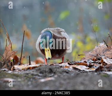 Mallard mâle (Anas platyrhynchos), marche, en traîneau, à la recherche de nourriture Banque D'Images