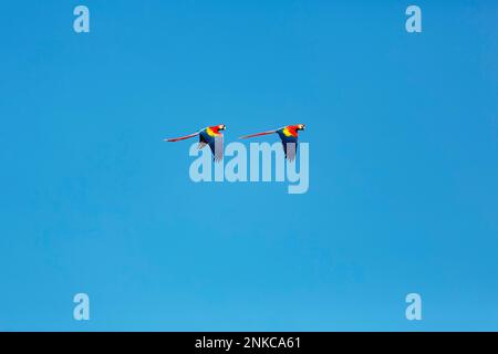 Deux macaw écarlate (Ara macao) volant l'un derrière l'autre dans le ciel bleu, captif, Vogelpark, Weltvogelpark Walsrode, Basse-Saxe, Allemagne Banque D'Images