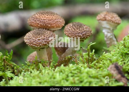 Jeune Hallimasche (Armillaria) ou champignons du miel, Bavière, Allemagne Banque D'Images