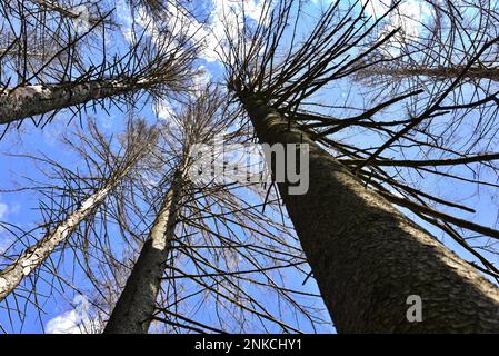 Spruces morts dans une forêt de montagne près de Missen, Allgaeu Ouest, Swabia, Bavière, Allemagne Banque D'Images