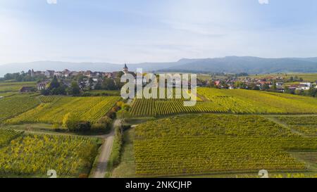 Vue sur les vignobles de Zellenberg en Alsace, en arrière-plan les Vosges, département du Haut-Rhin, région Grand est, France Banque D'Images