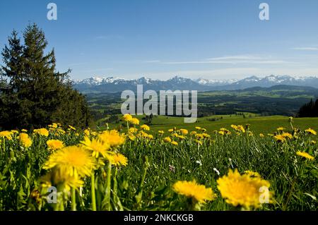 Vue depuis Auerberg, Swabia, Bavière, vers Forggensee et Fuessen, Allemagne Banque D'Images