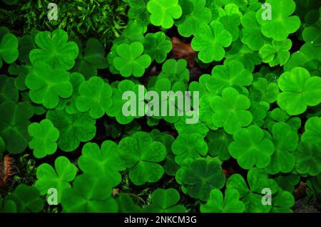 Feuilles de trèfle (Oxalis acétolsella), Bavière, Allemagne Banque D'Images
