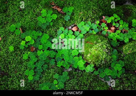 Feuilles de trèfle (Oxalis acétolsella), Bavière, Allemagne Banque D'Images