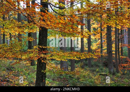 Forêt mixte avec des hêtres en automne, Swabia, Bavière, Allemagne Banque D'Images