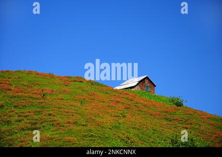 Hairy alpenrose (Rhododendron hirsutum) sur le Kanzelwand à Kleinwalsertal, Allgaeu, Vorarlberg, Swabia, Bavière, Allemagne, Autriche Banque D'Images