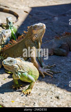 Iguanes se bronzant à l'Arche Iguana et parc marin, Roatan, Honduras. Banque D'Images