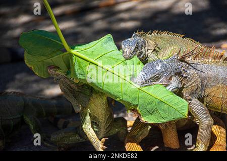 Iguanes mangeant des feuilles, Arched's Iguana et Marine Park, Roatan, Honduras. Banque D'Images