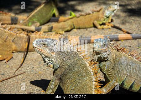 Iguanes au parc marin d'Arches Iguana, Roatan, Honduras. Banque D'Images