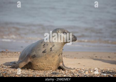 Grey Seal Halichoerus grypus sur une plage à Horsey Gap, Norfolk, Angleterre, Royaume-Uni Banque D'Images