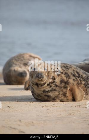 Grey Seal Halichoerus grypus sur une plage à Horsey Gap, Norfolk, Angleterre, Royaume-Uni Banque D'Images