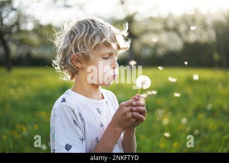 Garçon blond soufflant sur la fleur de pissenlit Banque D'Images
