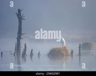 Allemagne, Bade-Wurtemberg, Lone grand aigreet (Ardea alba) à Schwenninger Moos bog à l'aube brumeuse Banque D'Images