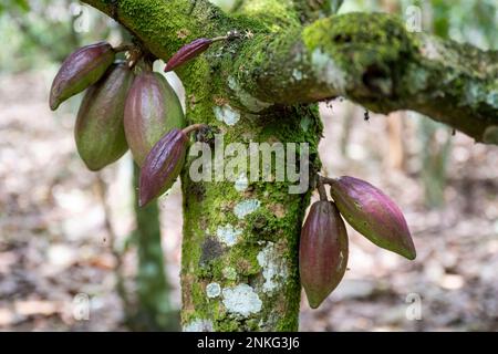 Agboville, Côte d'Ivoire. 23rd févr. 2023. Les gousses de cacao pendent d'un arbre sur une plantation de cacao. Le ministre fédéral du travail Heil et la ministre fédérale de la coopération et du développement économiques Schulze se rendent au Ghana et en Côte d'Ivoire. Credit: Christophe bateau/dpa/Alay Live News Banque D'Images