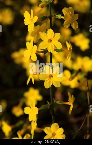 Jasmin d'hiver à fleurs jaunes (Jasminum nudiflorum) Banque D'Images