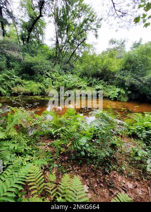 Une scène de la rivière la Crosse, à côté du terrain de camping Pine View, dans l'aire de loisirs Pine View, est présentée le 14 août 2022, à fort McCoy, Wisconsin. L’aire récréative comprend des hectares de terrains accessibles au public avec sentiers de randonnée, terrain de camping Pine View, domaine skiable de Whitetail Ridge et Sportsman’s Range. L'aire de loisirs Pine View offre des activités quatre saisons, toute l'année, incluant le camping, la randonnée, la pêche et bien plus encore. Pour en savoir plus sur la région, rendez-vous sur https://mccoy.armymwr.com/categories/outdoor-recreation. De plus, en 2022, l'aire de loisirs Pine View a célébré ses 50 ans d'utilisation. Banque D'Images