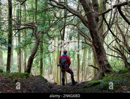 Randonneur portant un sac à dos debout au milieu des arbres en forêt Banque D'Images