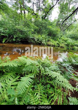 Une scène de la rivière la Crosse, à côté du terrain de camping Pine View, dans l'aire de loisirs Pine View, est présentée le 14 août 2022, à fort McCoy, Wisconsin. L’aire récréative comprend des hectares de terrains accessibles au public avec sentiers de randonnée, terrain de camping Pine View, domaine skiable de Whitetail Ridge et Sportsman’s Range. L'aire de loisirs Pine View offre des activités quatre saisons, toute l'année, incluant le camping, la randonnée, la pêche et bien plus encore. Pour en savoir plus sur la région, rendez-vous sur https://mccoy.armymwr.com/categories/outdoor-recreation. De plus, en 2022, l'aire de loisirs Pine View a célébré ses 50 ans d'utilisation. Banque D'Images