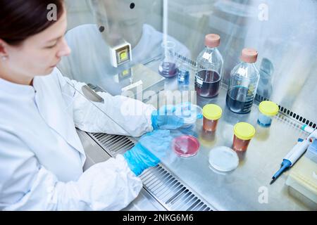 Tests scientifiques féminins dans un laboratoire microbiologique Banque D'Images