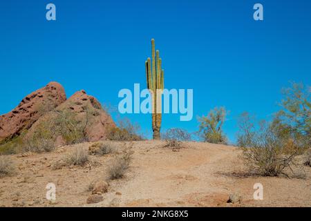 Saguaro Cactus à Papago Park, Phoenix, Arizona, États-Unis Banque D'Images