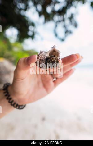 Main de la femme tenant le crabe ermite devant la plage Banque D'Images