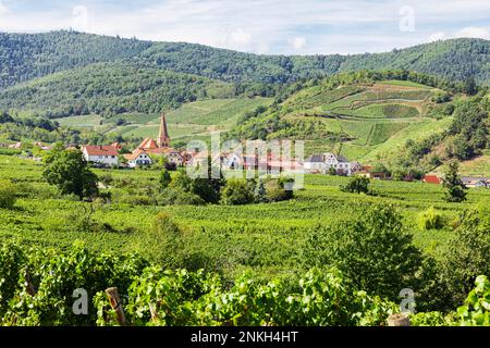 France, Grand est, Niedermorschwihr, vignoble d'été en face du petit village Banque D'Images