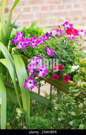 Pétunias roses cultivés dans le jardin du balcon Banque D'Images