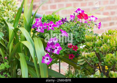 Pétunias roses cultivés dans le jardin du balcon Banque D'Images