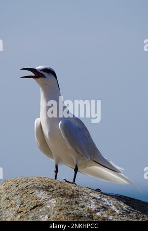 Oiseau de la sterne de Forster sur la roche Banque D'Images