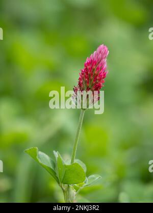 Une fleur de trèfle rouge de couleur rose photographiée en gros plan avec une faible profondeur de champ. Banque D'Images