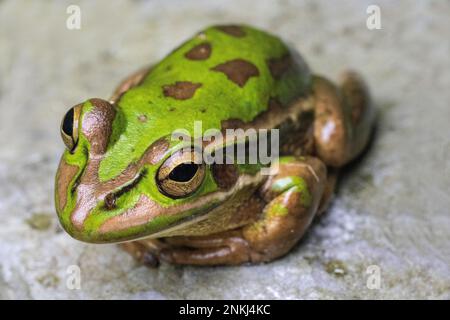 Grenouille verte et dorée australienne en voie de disparition Banque D'Images