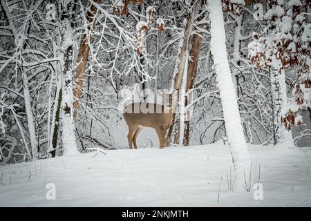 Après une tempête d'hiver dans le Minnesota, la doe de cerfs à queue blanche se trouve dans la neige, près des arbres couverts de neige. Banque D'Images