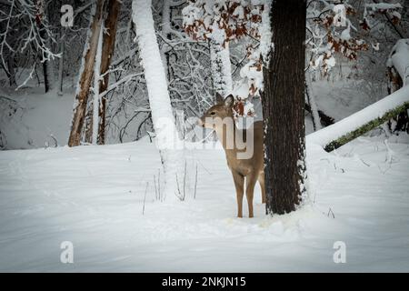 En hiver, dans la forêt enneigée du Minnesota, la doe de cerfs à queue blanche, debout près d'un tronc d'arbre, regarde prudemment vers la gauche. Banque D'Images