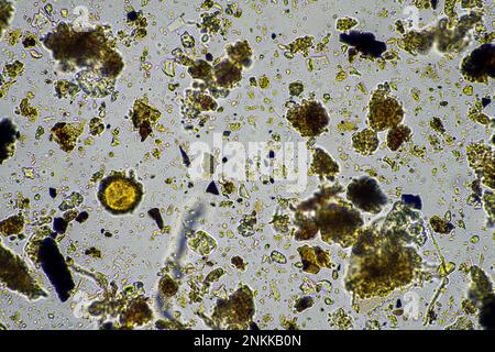 micro-organismes du sol dans un échantillon de sol, champignon du sol et bactérie dans une ferme régénératrice en compost. les champignons hyphes dans un essai de sol. en australie Banque D'Images