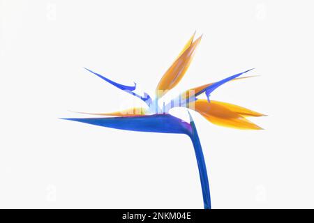 Un magnifique oiseau de paradis bleu et orange vif -Sterlitzia reginae- fleur en clef haute, isolée sur un fond blanc orienté à gauche Banque D'Images