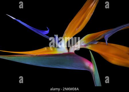 Un gros plan d'une belle fleur d'oiseau de paradis bleu et orange vif -Sterlitzia reginae- isolée sur un fond noir orienté à gauche Banque D'Images