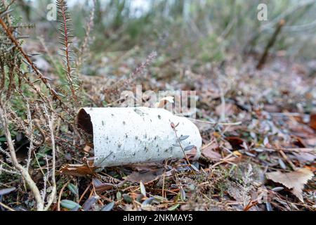 Vue sur la nature avec l'écorce d'un bouleau tombé sur le sol avec des feuilles de couleur brune Banque D'Images