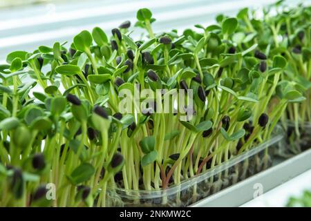 Jeunes pousses juteuses de micro-verdure en gros plan. La croissance des graines en serre. Ferme de micro-verdure. Production de vitamine nutr écologique Banque D'Images