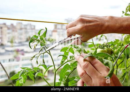 Les mains des hommes élagage des sucer (pousses latérales) des plants de tomate avec des ciseaux. Agriculteur homme jardinage dans la serre à la maison Banque D'Images