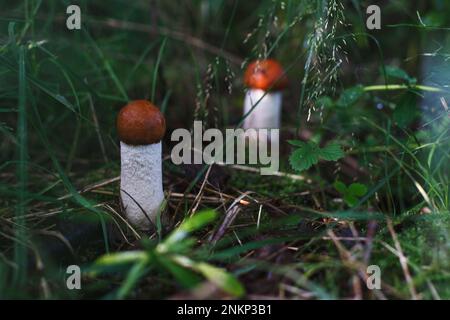 deux boletus de casquette orange poussant dans la forêt en herbe verte, champignons comestibles. Banque D'Images