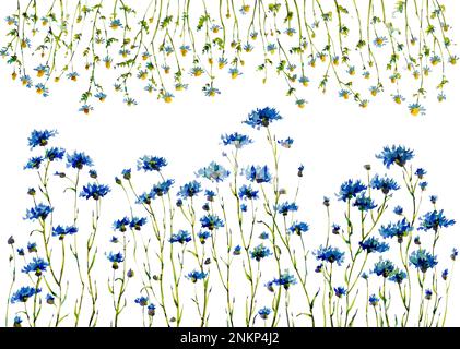 Fleurs de maïs et d'aquarelle de camomille sur fond blanc Banque D'Images