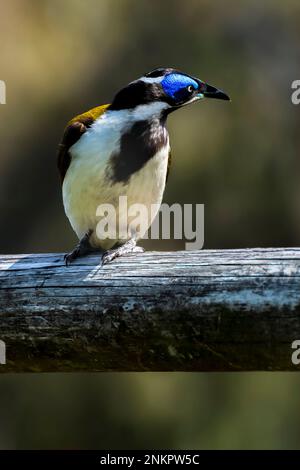 honeyeater à face bleue également connu sous le nom de cyanotis d'Entomyzon. Banque D'Images