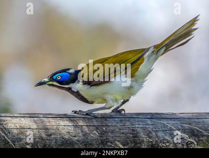 honeyeater à face bleue également connu sous le nom de cyanotis d'Entomyzon. Banque D'Images