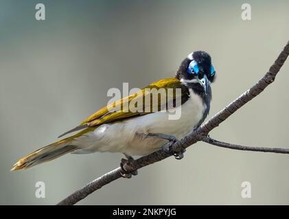 honeyeater à face bleue également connu sous le nom de cyanotis d'Entomyzon. Banque D'Images